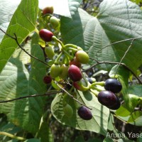 Cissus latifolia Lam.